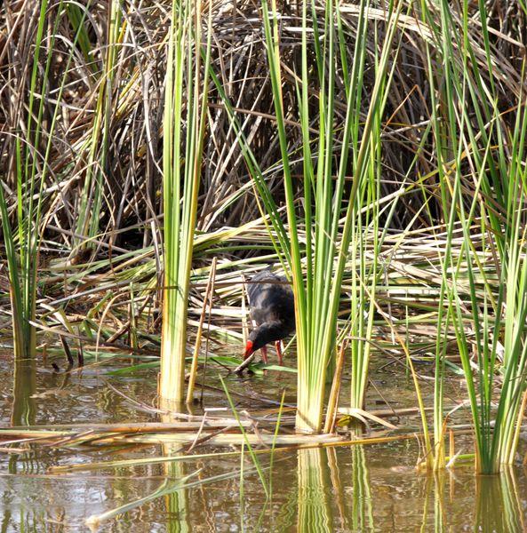 CALAMÓN COMÚN-PORPHYRIO PORPHYRIO -PURPLE SWANMP HEN