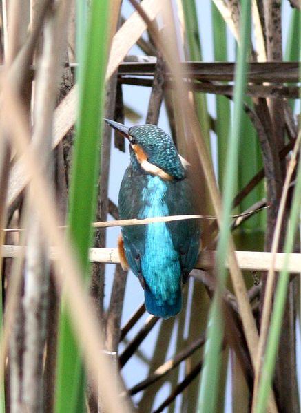 MARTIN PESCADOR-ALCEDO ATTHIS-COMMON KINGFISHER