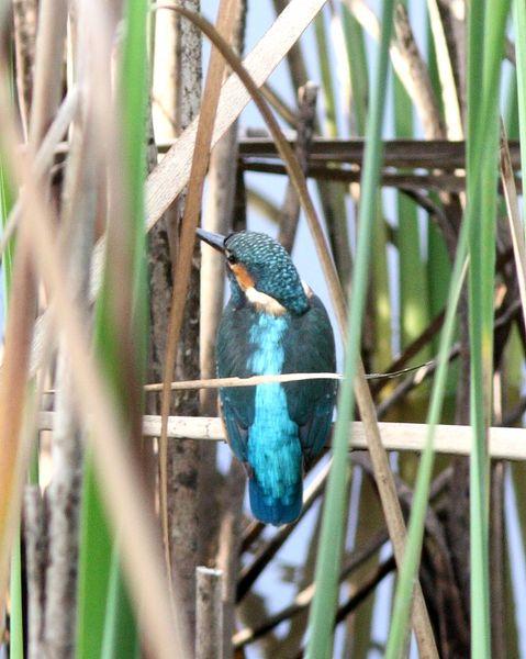 MARTIN PESCADOR-ALCEDO ATTHIS-COMMON KINGFISHER