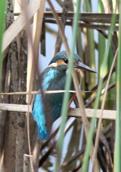 MARTIN PESCADOR-ALCEDO ATTHIS-COMMON KINGFISHER