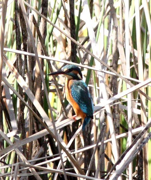 MARTIN PESCADOR-ALCEDO ATTHIS-COMMON KINGFISHER