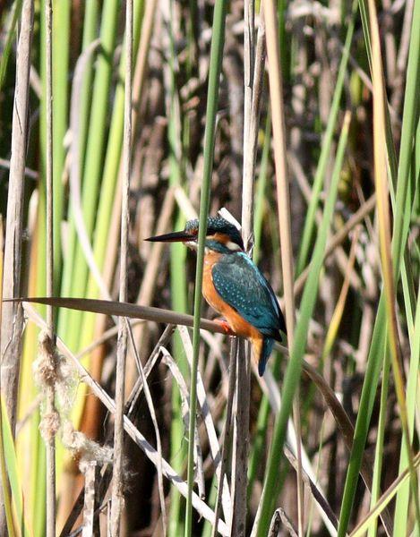 MARTIN PESCADOR-ALCEDO ATTHIS-COMMON KINGFISHER