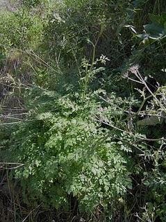 Flora: El Perejil de Risco