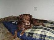 Choco necesita familia!!!