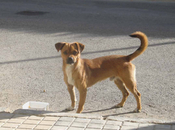 calle perrito pequines porque dueños quieren. (Sevilla)