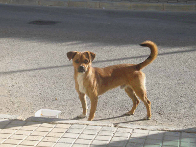 En la calle perrito 4 kg x pequines porque sus dueños no lo quieren. (Sevilla)