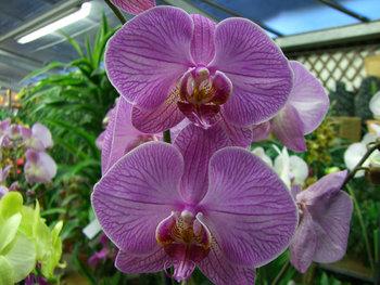 ORQUIDEA EL JARDINERO URBANO