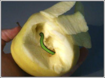 ¿Qué es una mastoidectomía?