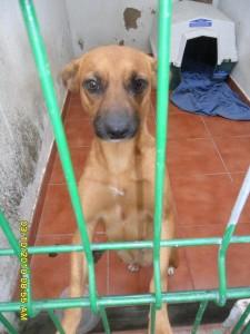 Se queda sin acogida en un par de días