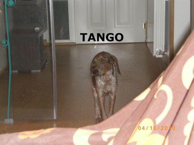 Novedades de Tango