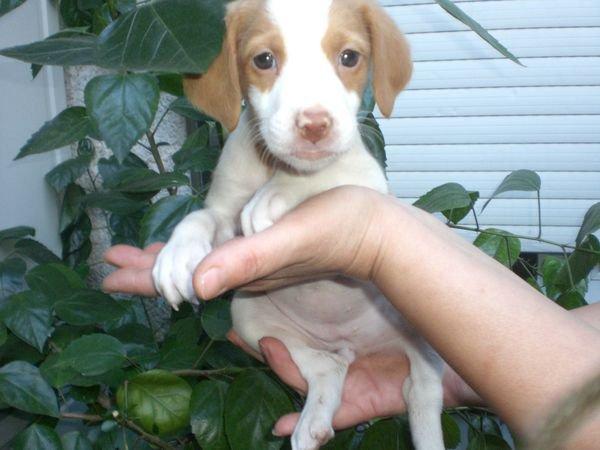 Como una rama seca . Bretona . Valencia