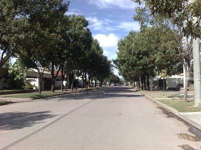 La UNT publica un libro educativo sobre el arbolado urbano