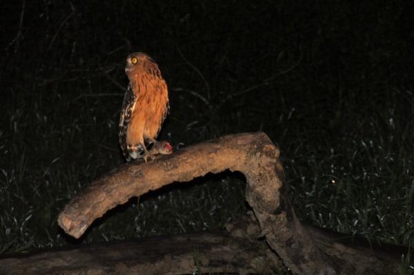 Fauna nocturna en el río – Primera actividad