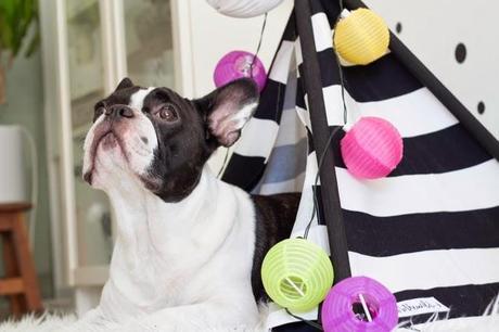 Decorar bonito con la cama de tu mascota: OKER Y SU TIPI DE TO THE WILD