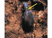 Biología Ecología Cueva Murciélagos