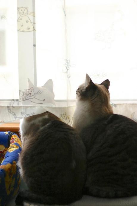 Como dos gotas de agua Como dos gotas de agua