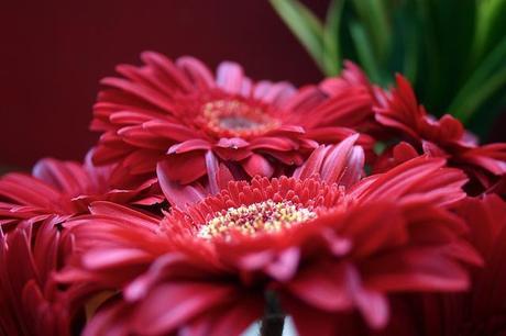 ¿Qué estaba pasando por estas fechas? gerberas_17_20120529