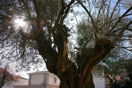 santa margarita_48_20140308 - Version 2