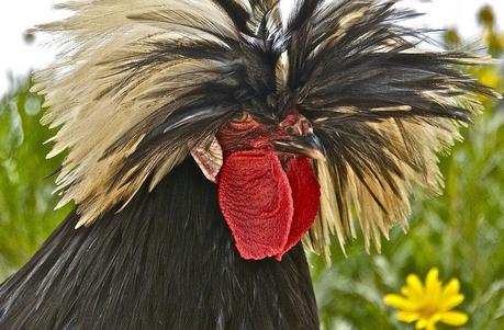 gallo cría en casa de gallinas