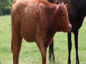 Nacimiento vaca roja anuncia inminente venida Mesías afirman estudiosos