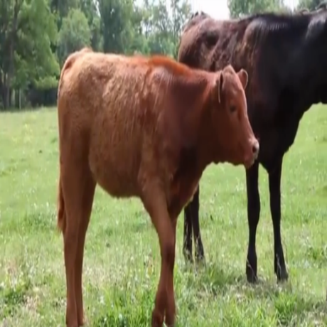 Nacimiento de vaca roja anuncia la inminente venida del Mesías afirman estudiosos