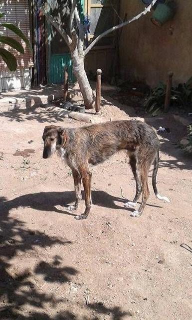SE LLAMA SON, Y LO ROBARON EL DÍA 10 DE JUNIO. AYUDA URGENTE PARA ENCONTRARLO. (MURCIA)