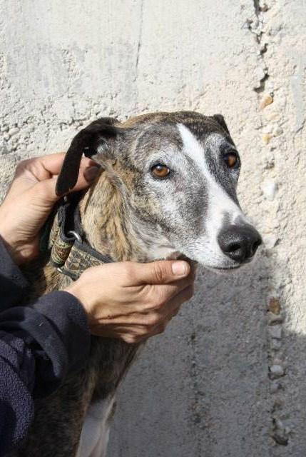 RAYO, PRECIOSO GALGO EN ADOPCIÓN.