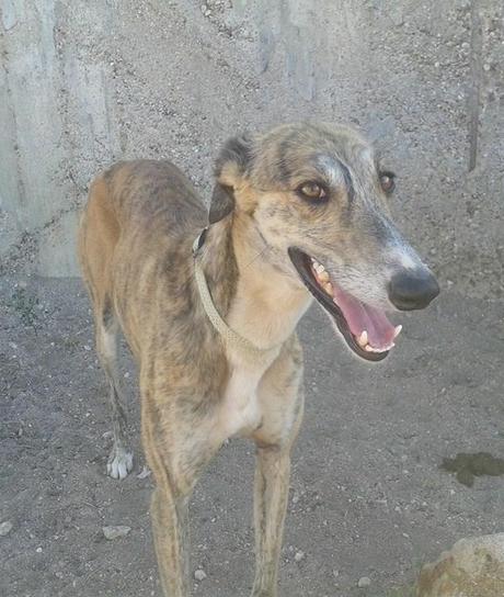 LOLO, URGENTE ACOGIDA O ADOPCIÓN.