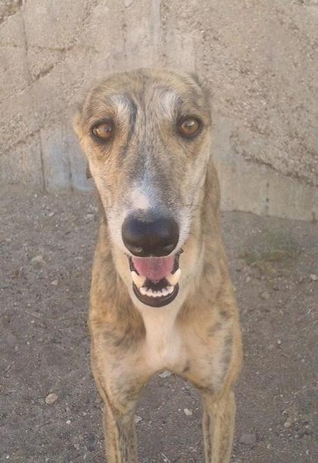 LOLO, URGENTE ACOGIDA O ADOPCIÓN.