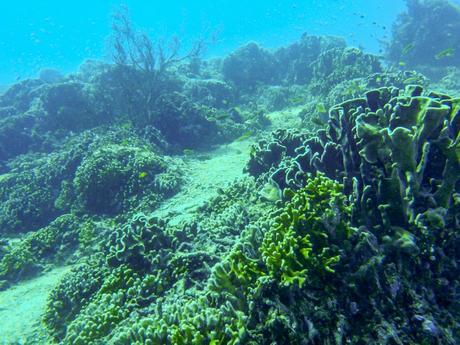 Los fondos de las Islas Gili