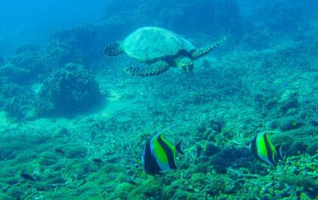 Quién sois vosotros? Islas Gili