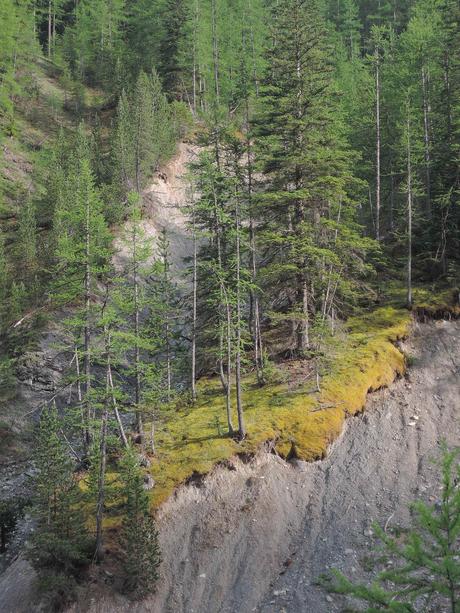 La fuerte y viva erosión dará muerte a estos árboles.