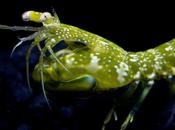 Nuevo descubrimiento: increíble visión camarón mantis