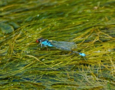 Pequeño caballito de ojos rojos