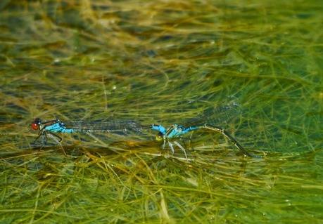 Pequeño caballito de ojos rojos