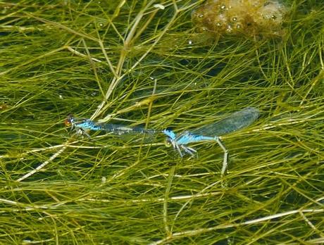 Pequeño caballito de ojos rojos