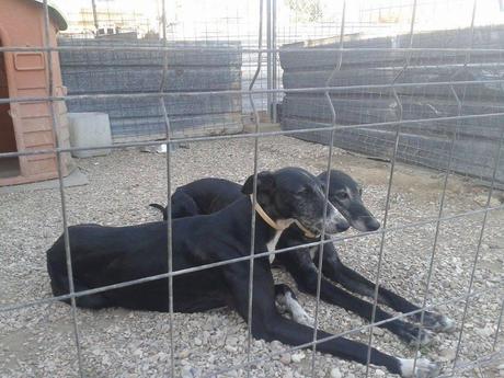 JIMENA Y CAMPANERA EN ADOPCIÓN.