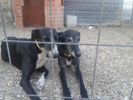 JIMENA Y CAMPANERA EN ADOPCIÓN.