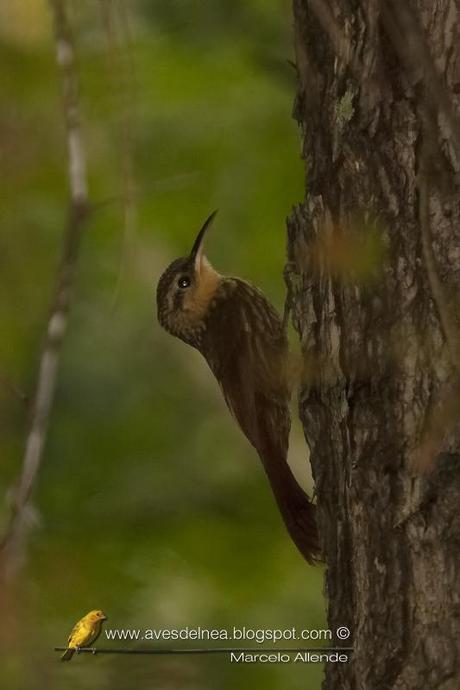 Chinchero enano (Lesser Woodcreeper) Xiphorhynchus fuscus