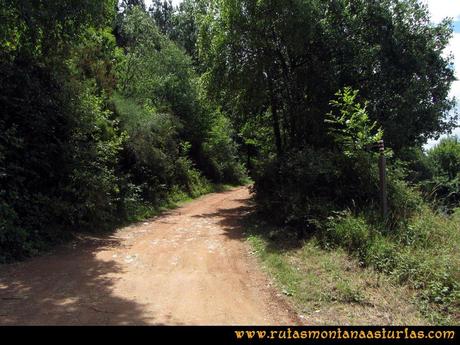 Ruta Cangas - Acebo: Desvío hacia el pinar.