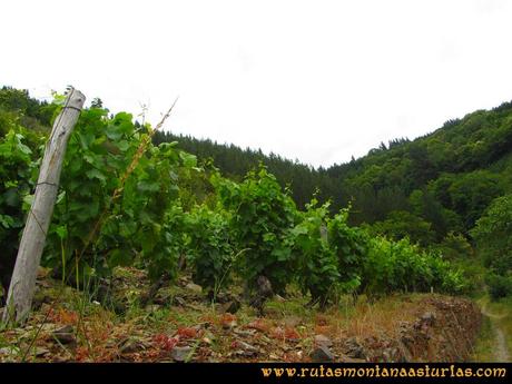 Ruta Cangas - Acebo: Viñedos