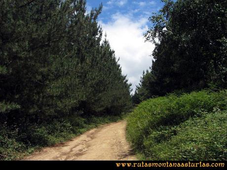 Ruta Cangas - Acebo: Cruzando pinar.