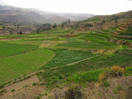 Colca secreto: caminando por Lari y Coporaque