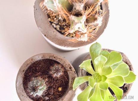 Maceteros para cactus reciclando unos botes Maceteros para cactus reciclando unos botes