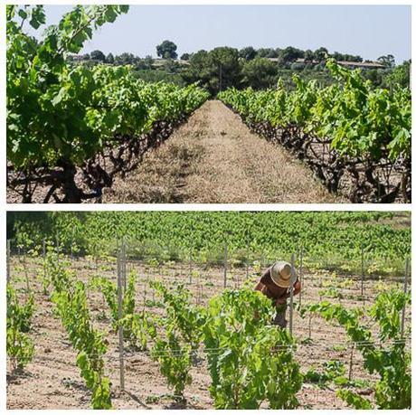 Mosaico viñas Viladellops