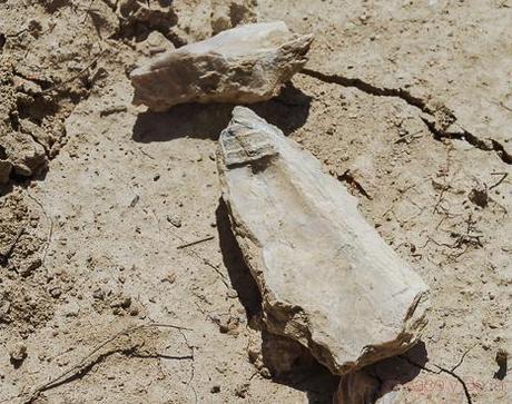 fosiles en viladellops