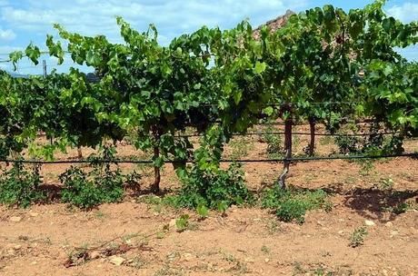 De Enoturismo por Castellón