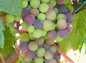 Envero, encanta cambio está produciendo uvas Finca Constancia