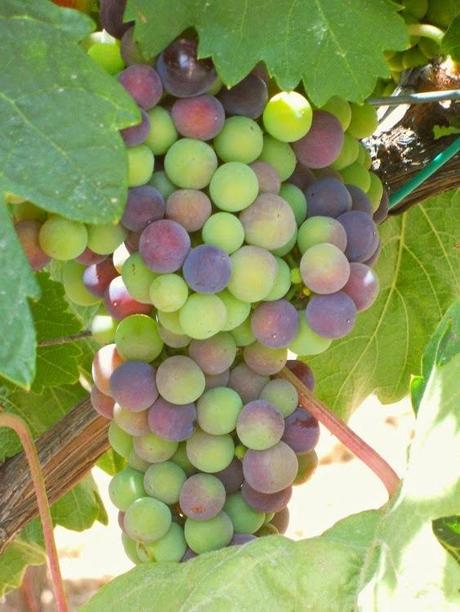 El Envero, Nos encanta ver el cambio que se está produciendo las uvas de Finca Constancia