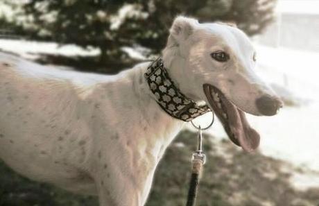 MUY URGENTE! MADRID. ACOGIDA PARA ORION.